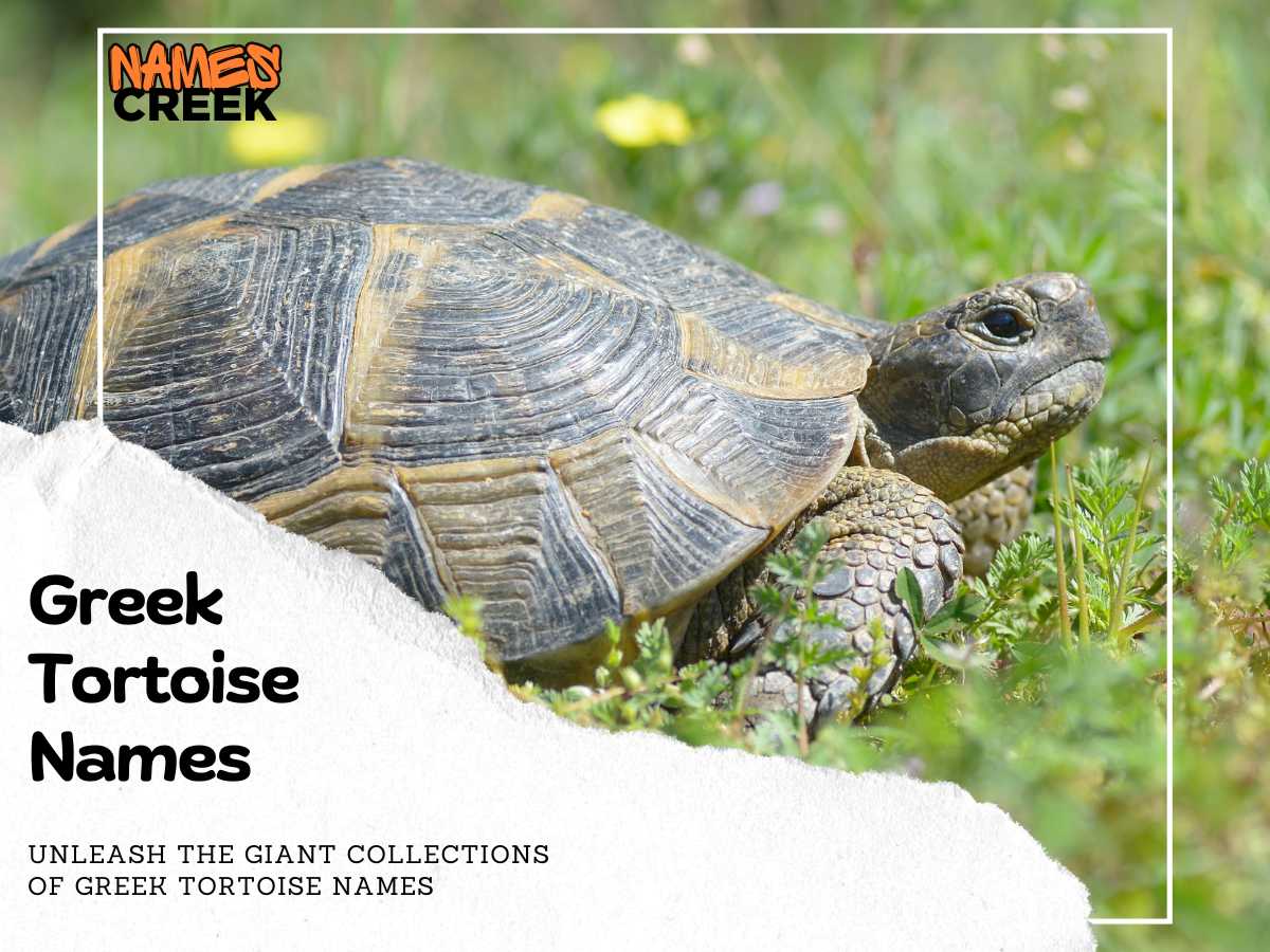 Greek Tortoise Names