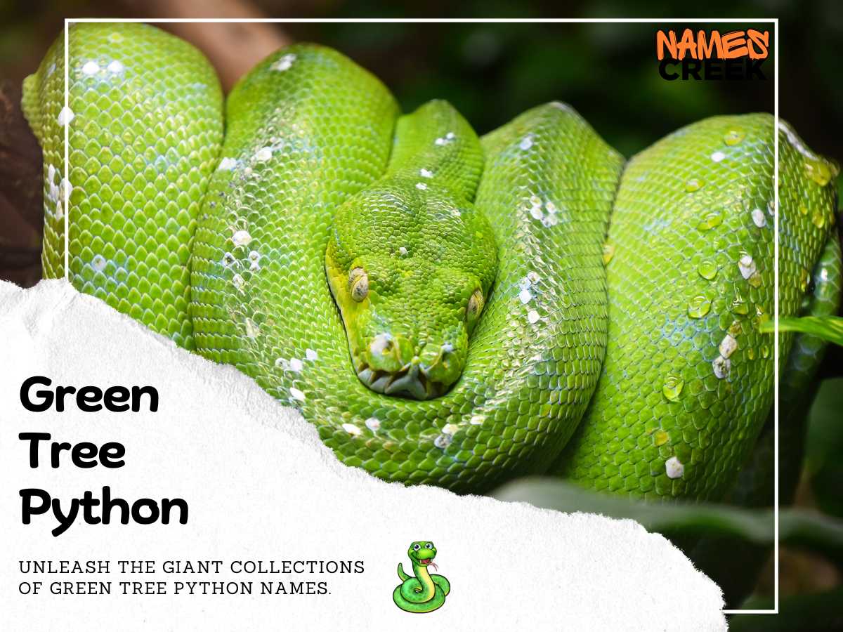 Green Tree Python Names