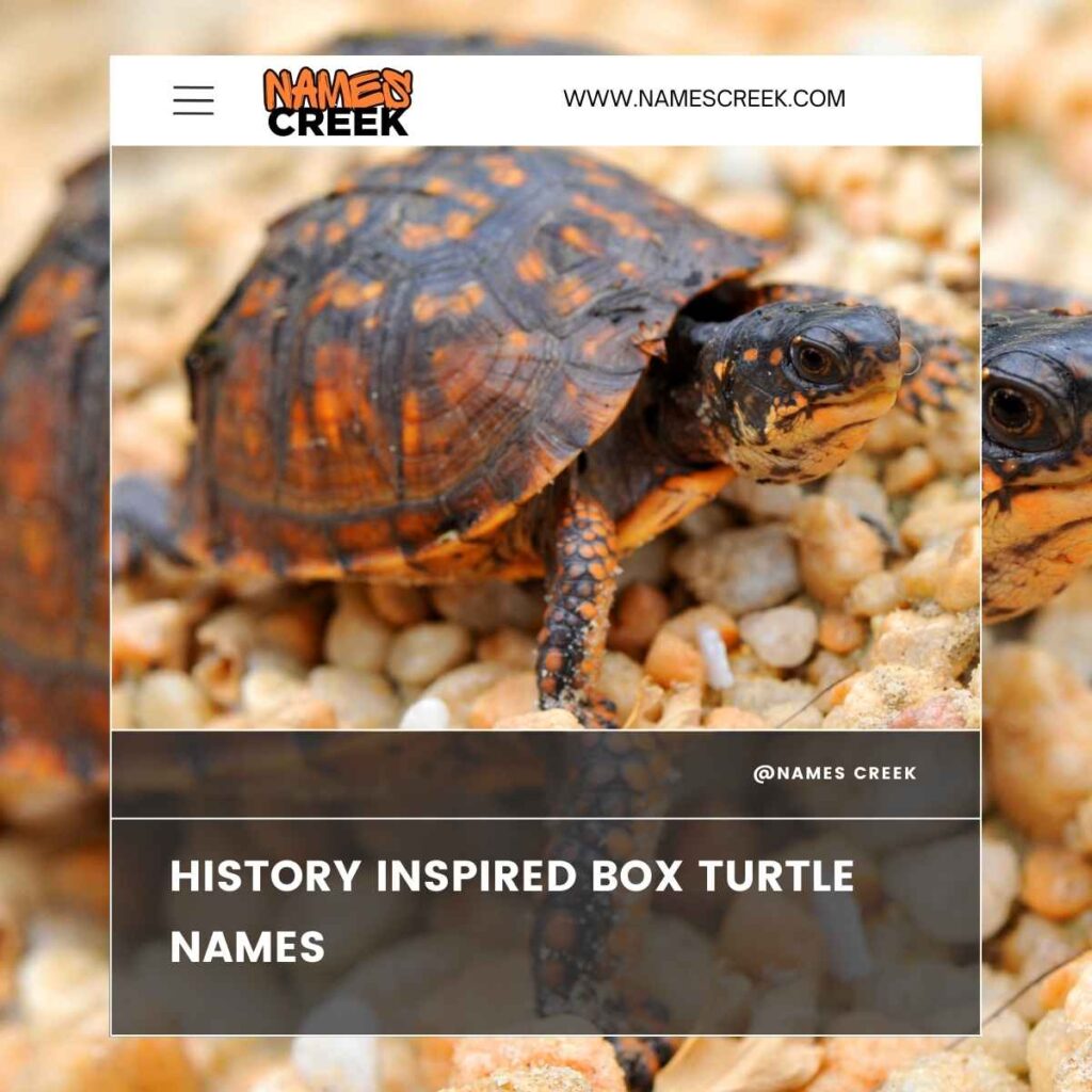 History Inspired Box Turtle Names