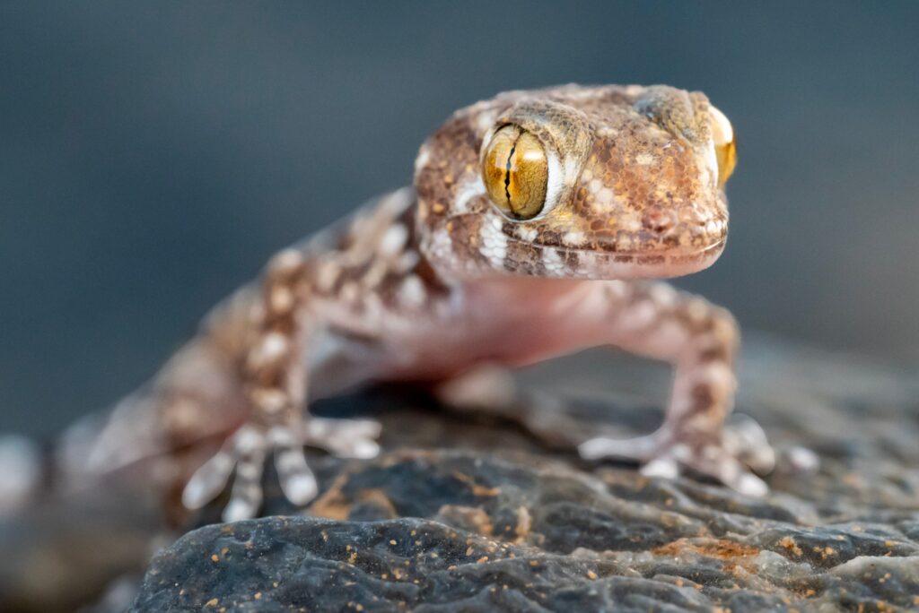 Legendary Gargoyle Gecko Names