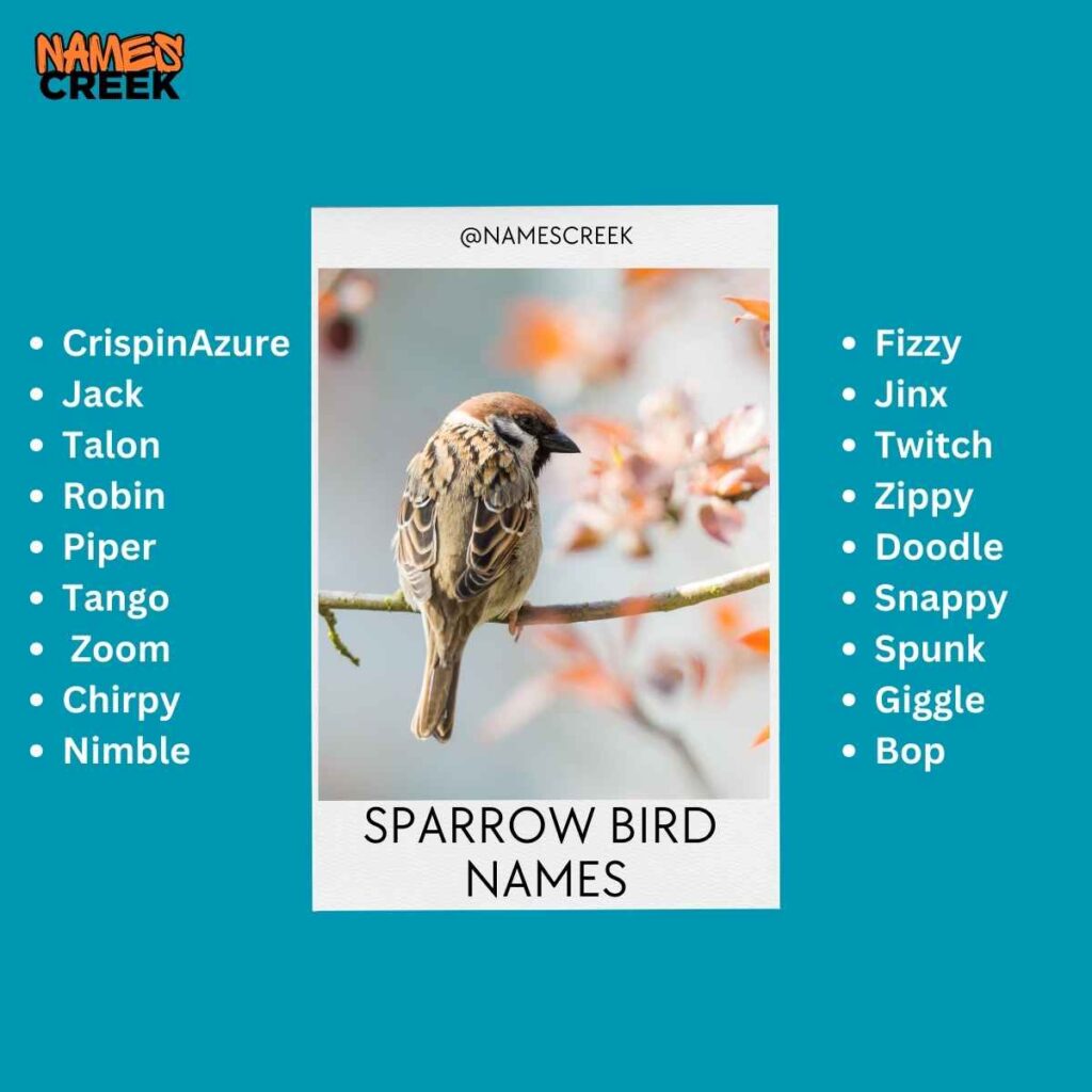 List of Sparrow Bird Names