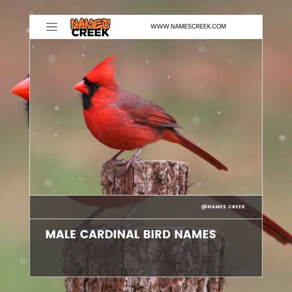 Male Cardinal Bird Names