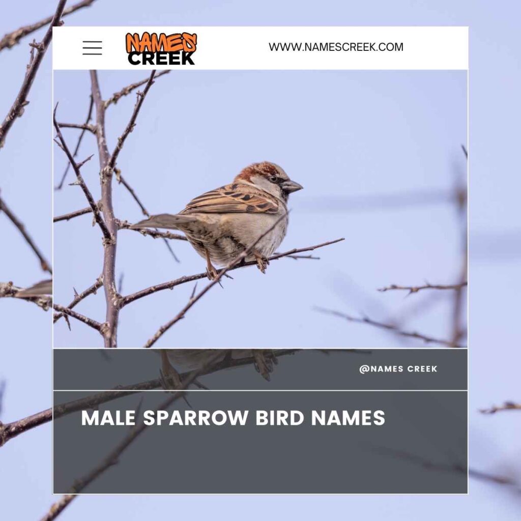 Male Sparrow Bird Names