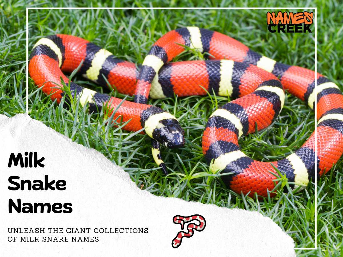 Milk Snake Names