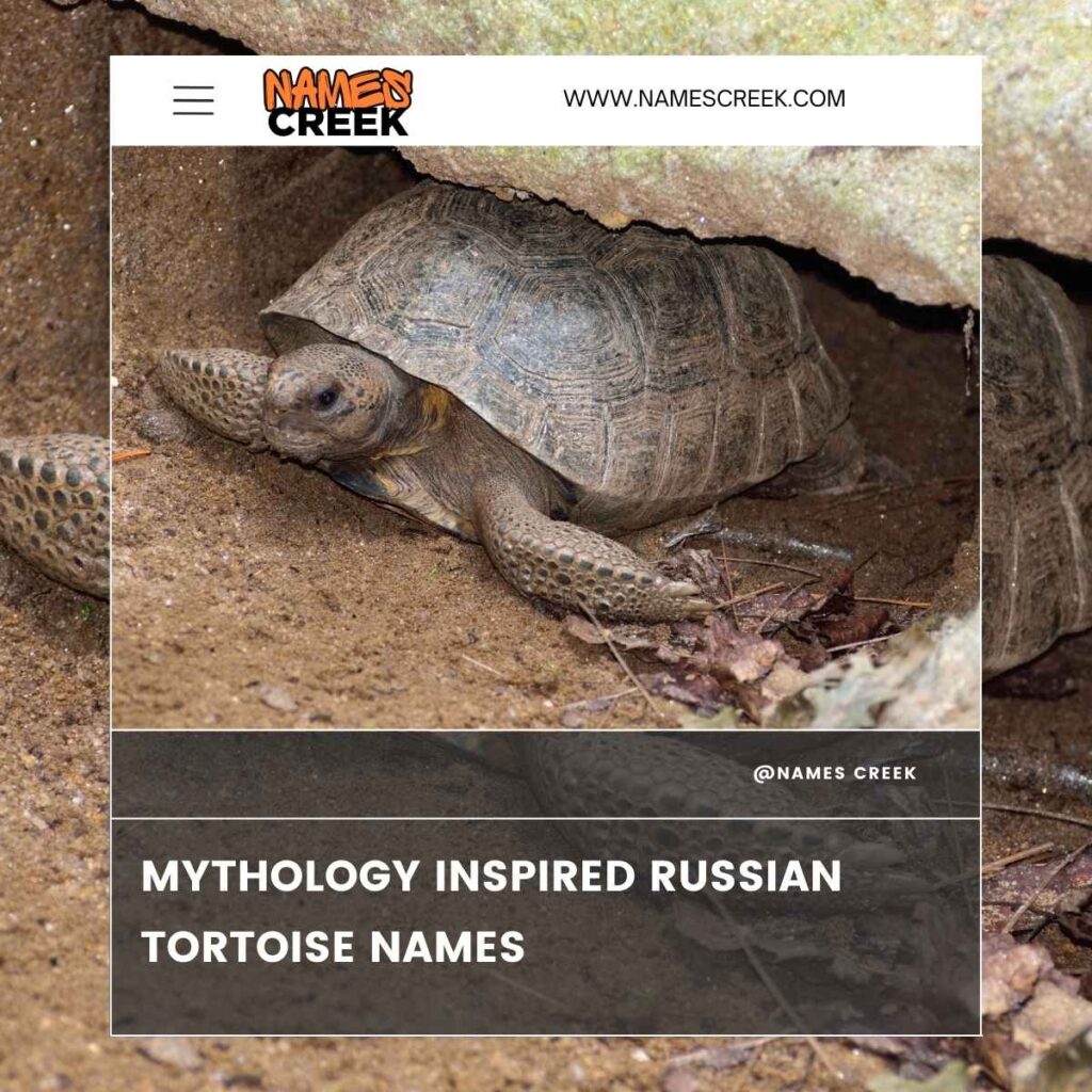 Mythology Inspired Russian Tortoise Names