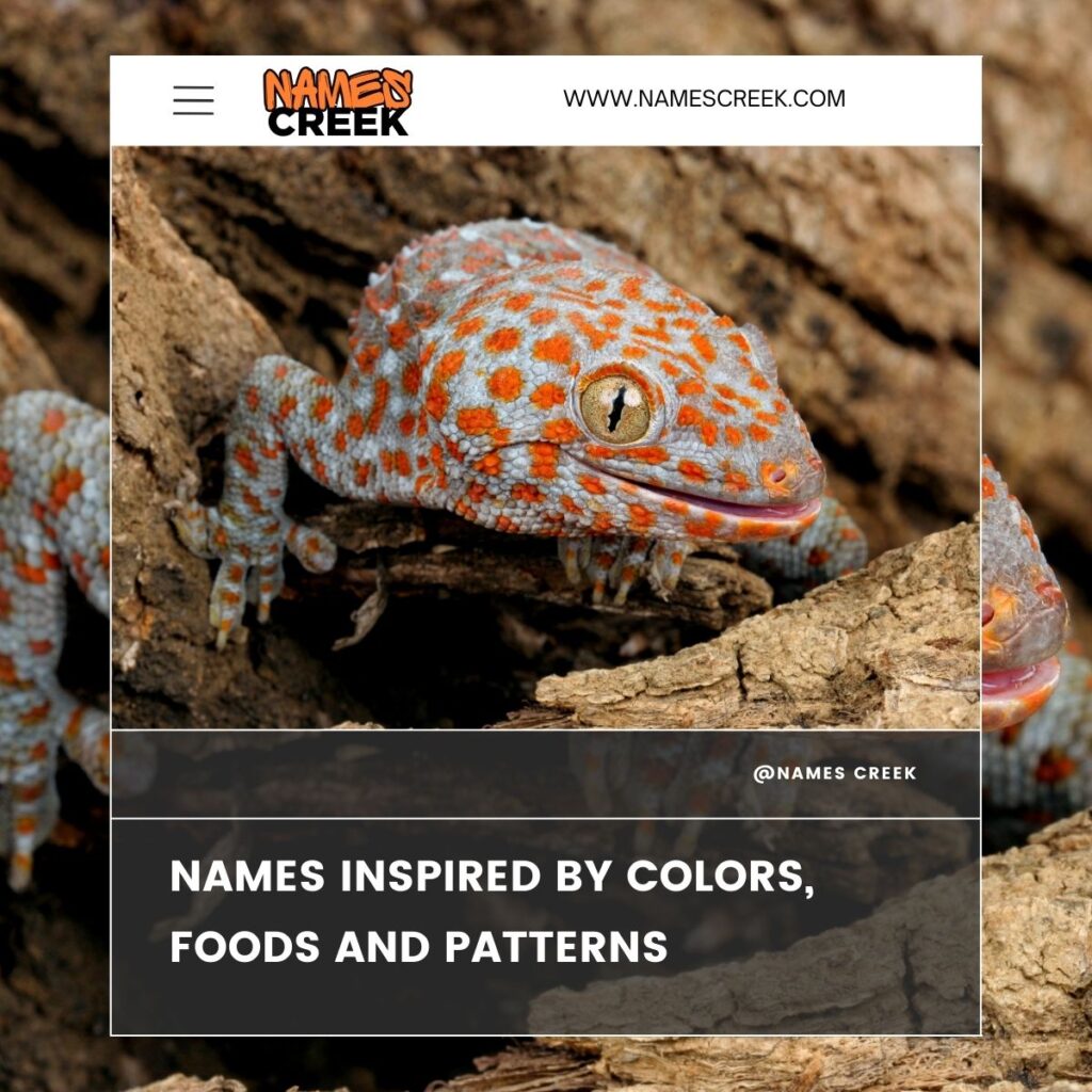 Tokay Gecko  Names Inspired by Colors, Foods and Patterns