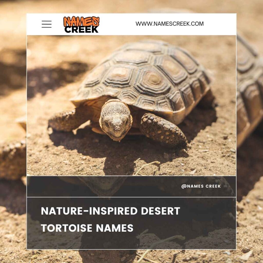 Nature-Inspired Desert Tortoise Names