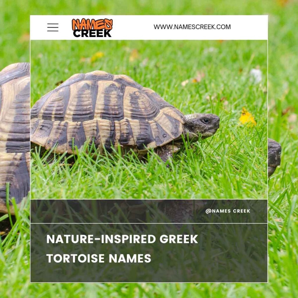 Nature-Inspired Greek Tortoise Names