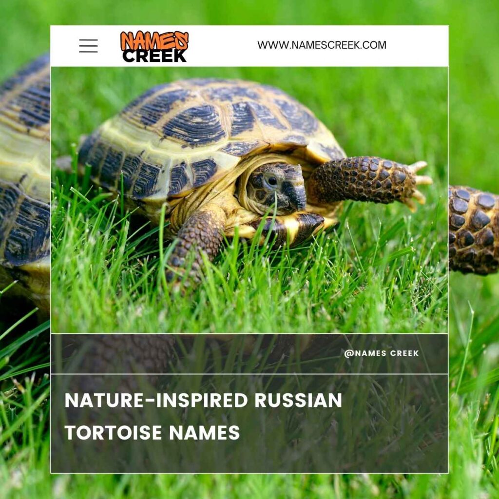 Nature-Inspired Russian Tortoise Names