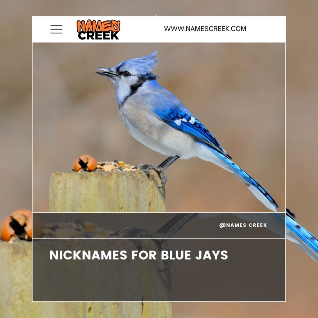 Nicknames for Blue Jays