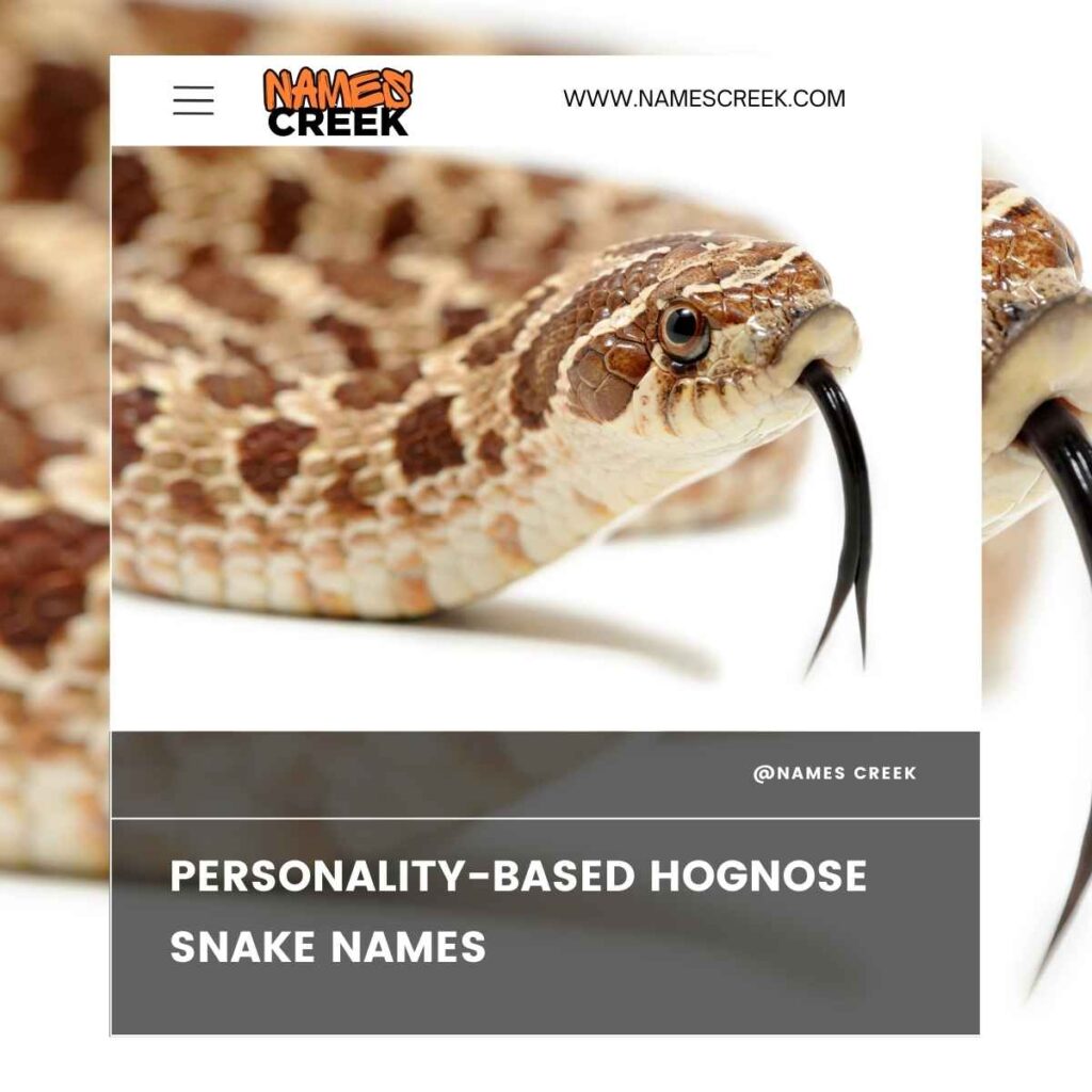 Personality-Based Hognose Snake Names