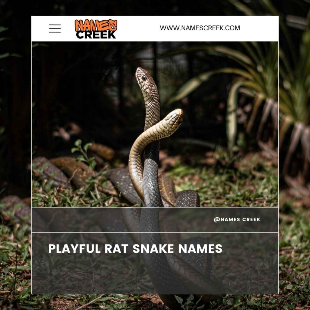 Playful Rat Snake Names