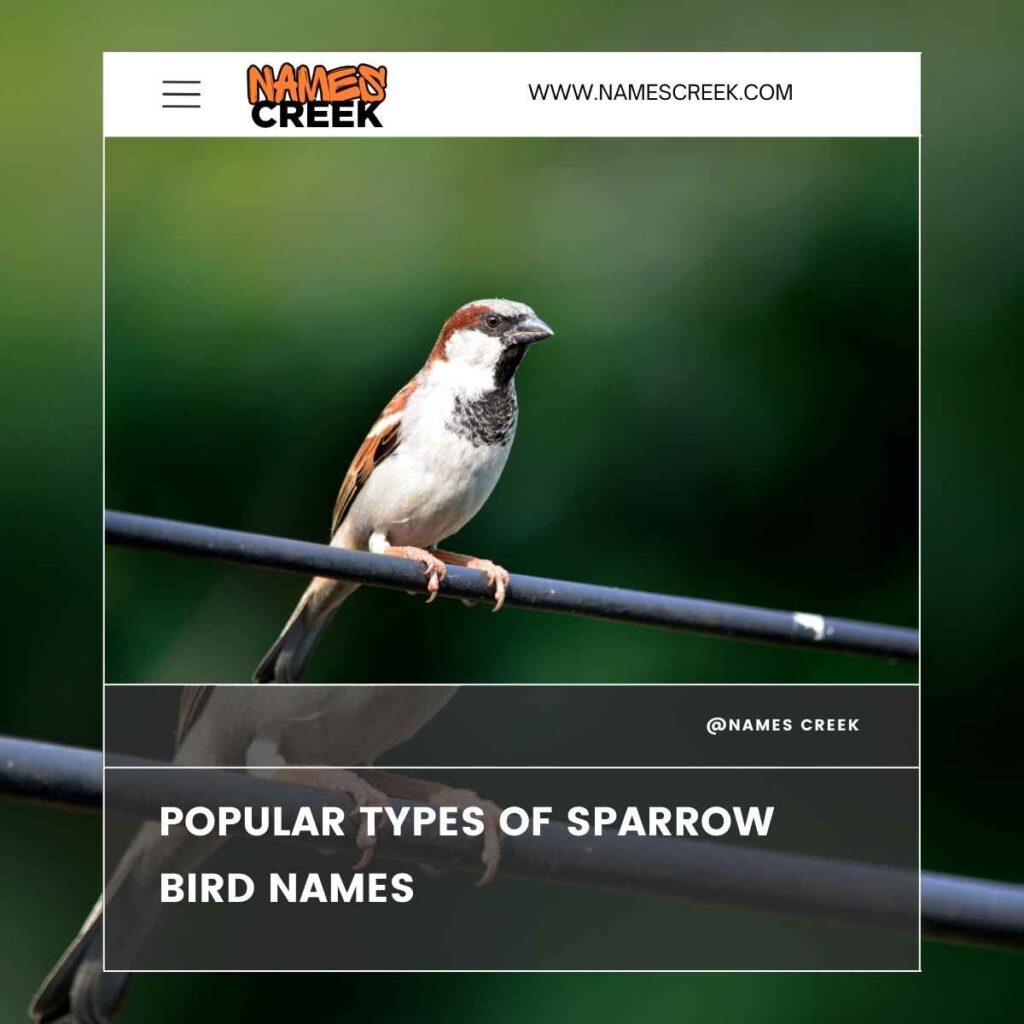 Popular Types of Sparrow Bird Names