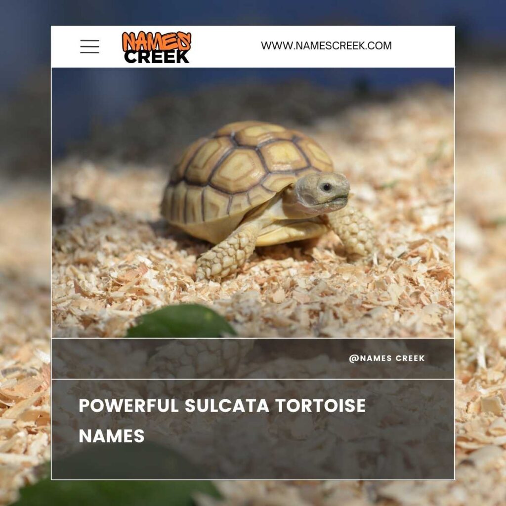 Powerful Sulcata Tortoise Names