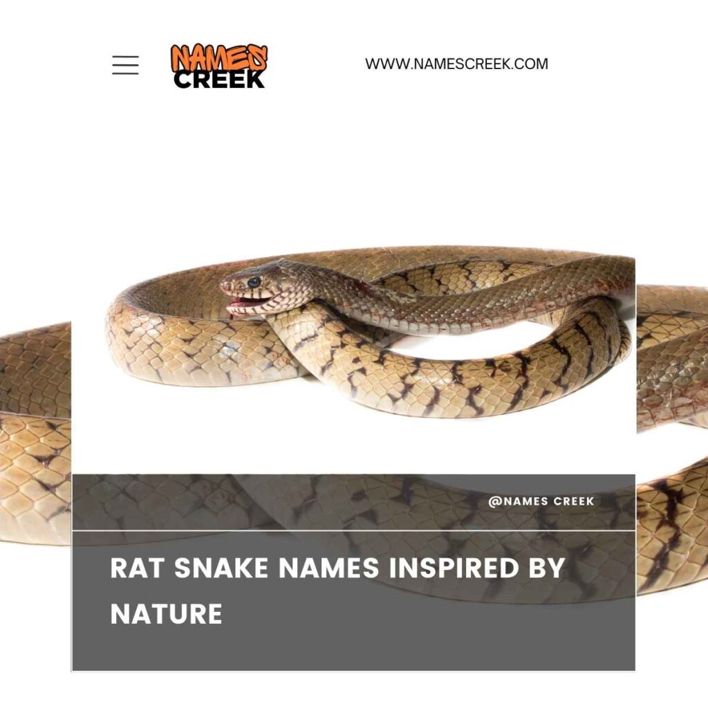 Rat Snake Names Inspired by Nature