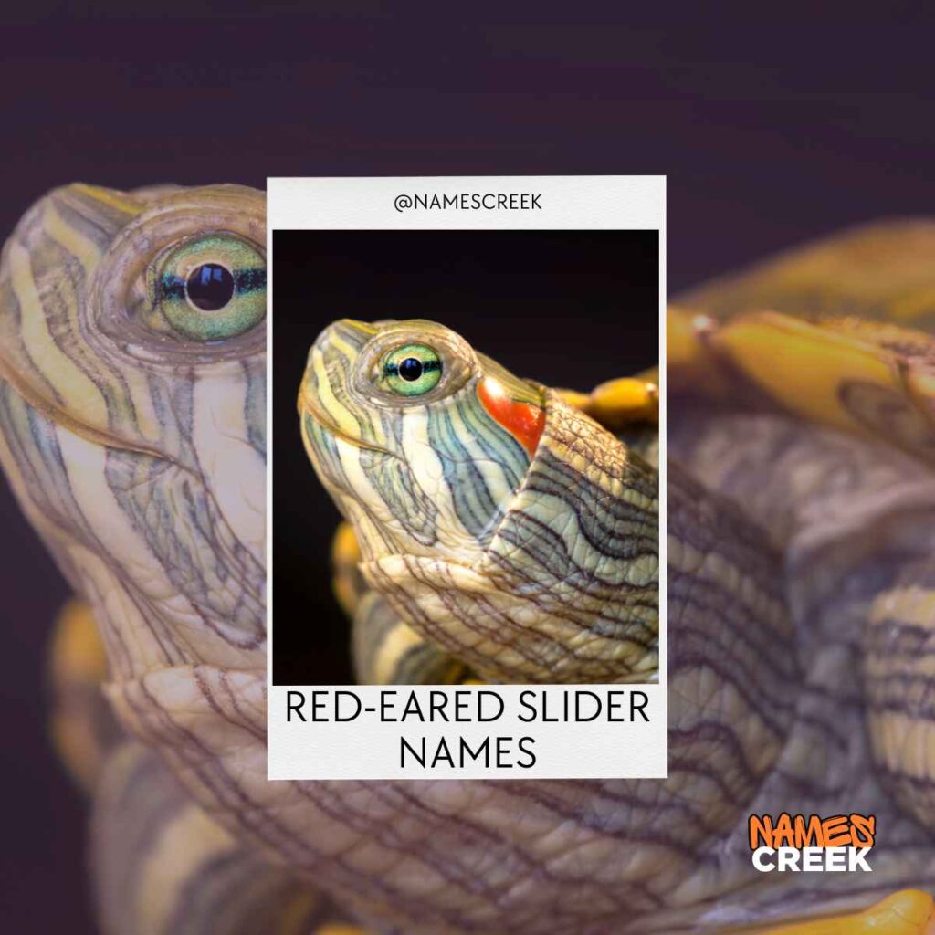 Red Eared Slider Names