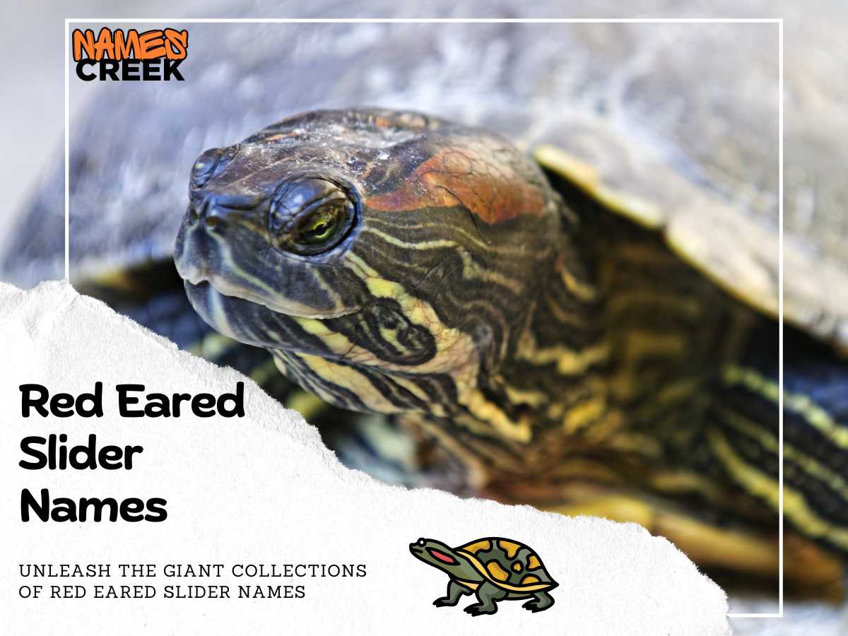 Red Eared Slider Names