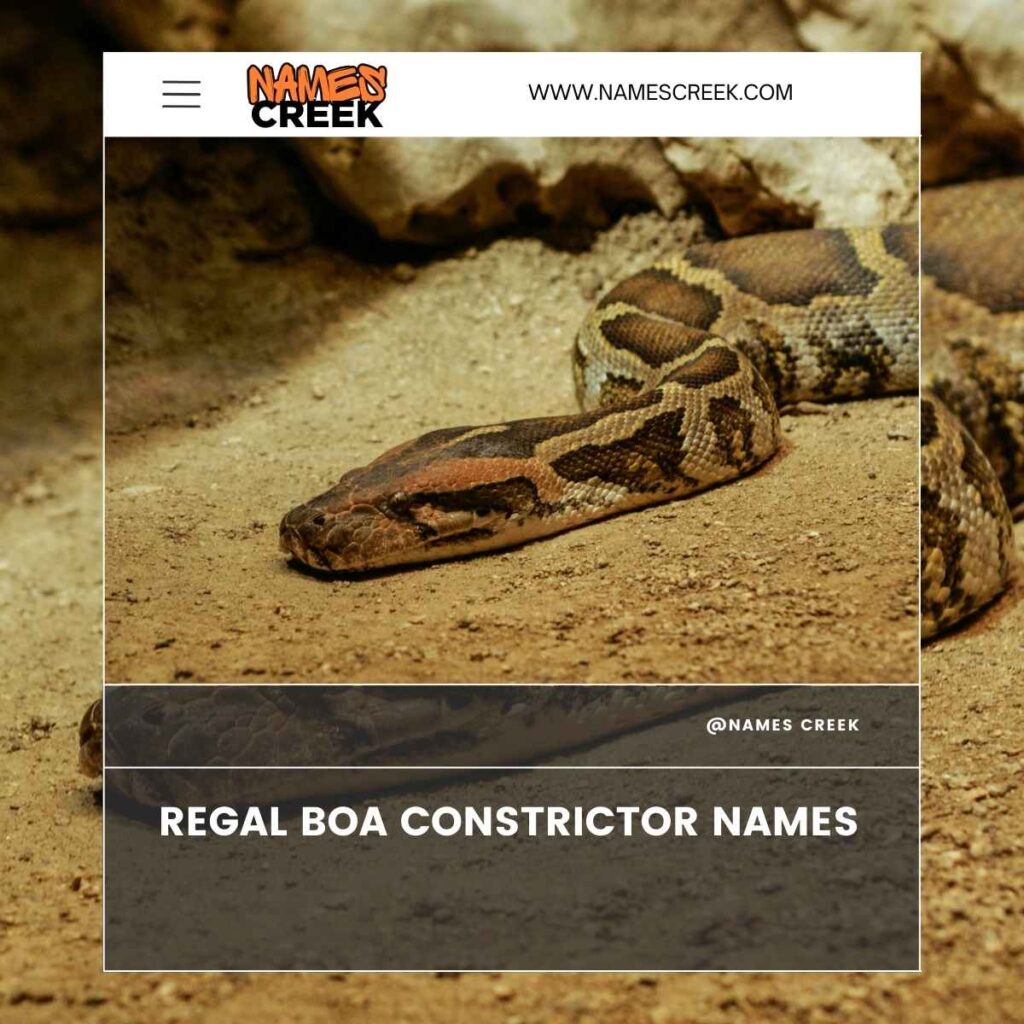 Regal Boa Constrictor Names