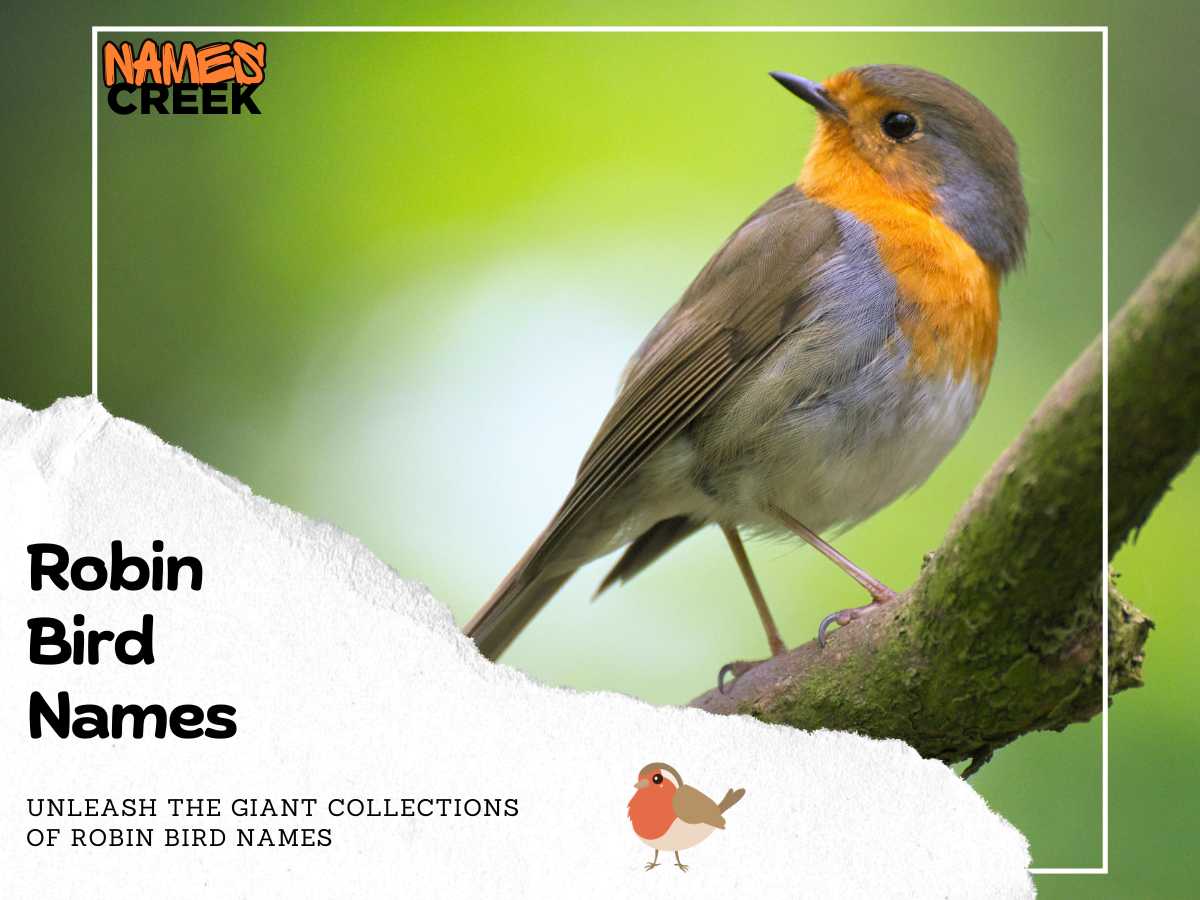 Robin Bird Names