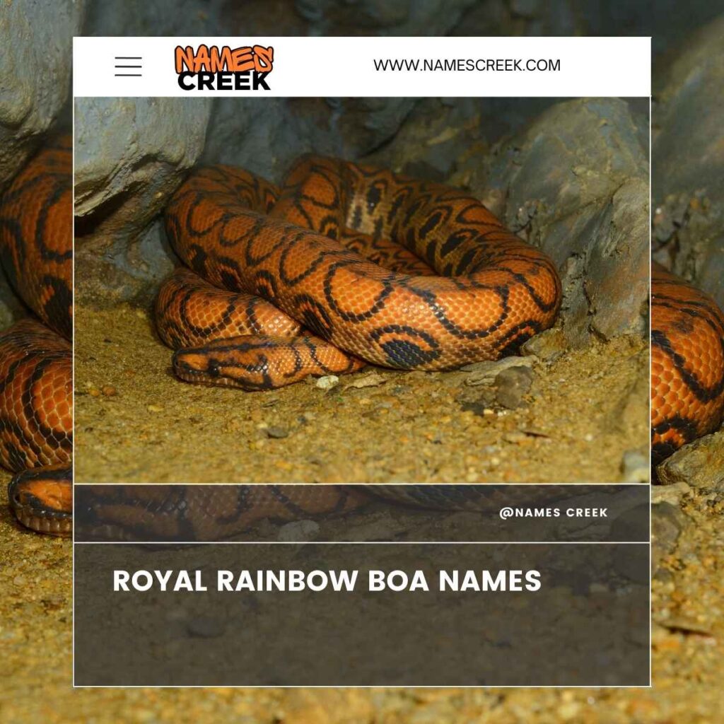 Royal Rainbow Boa Names