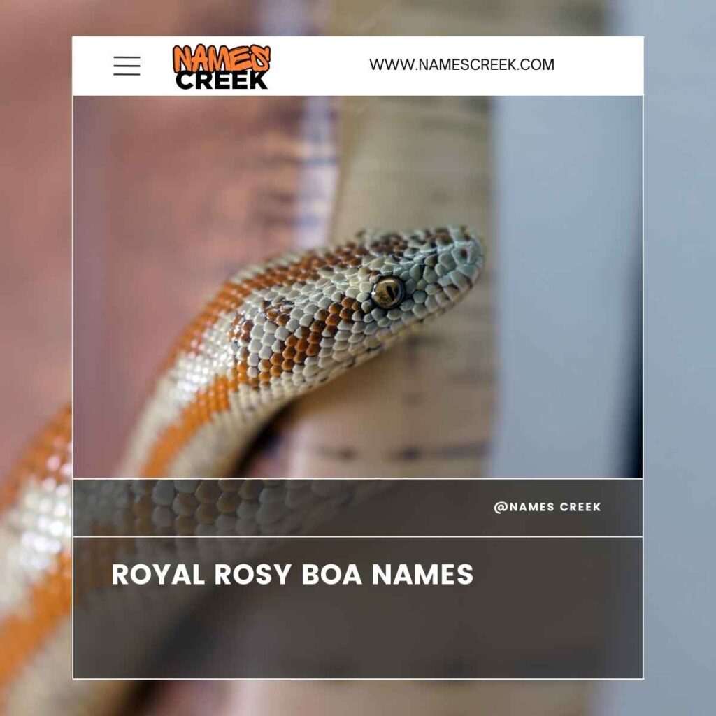 Royal Rosy Boa Names