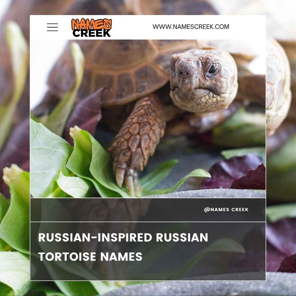 Russian-Inspired Russian Tortoise Names