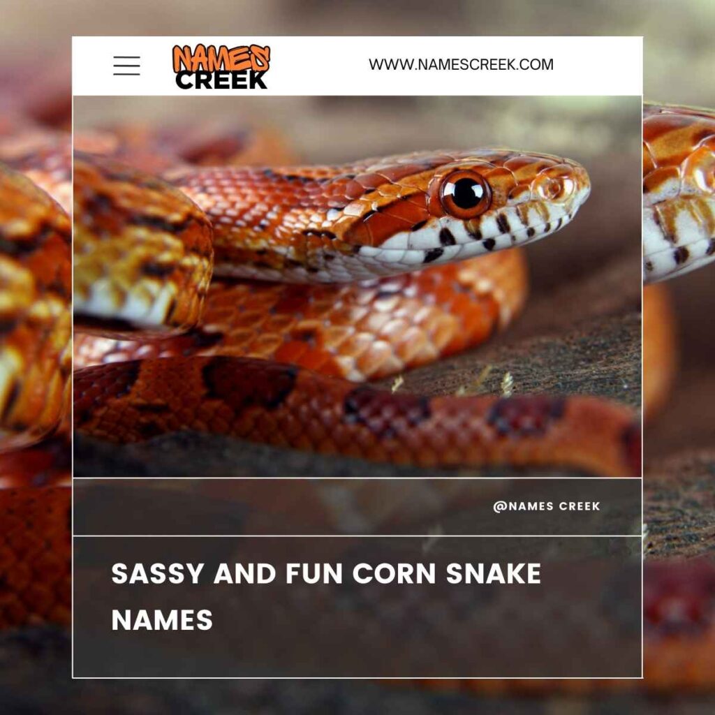 Sassy and Fun Corn Snake Names