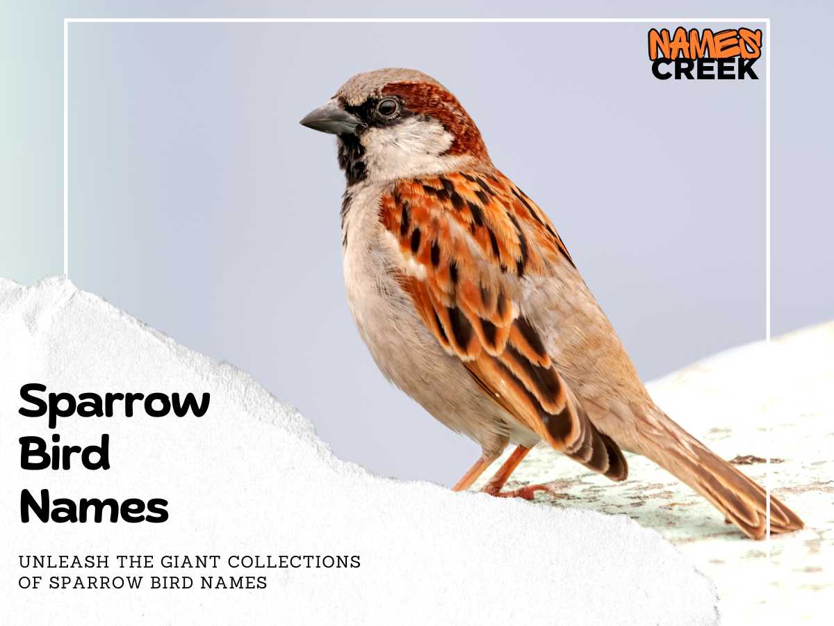 Sparrow Bird Names