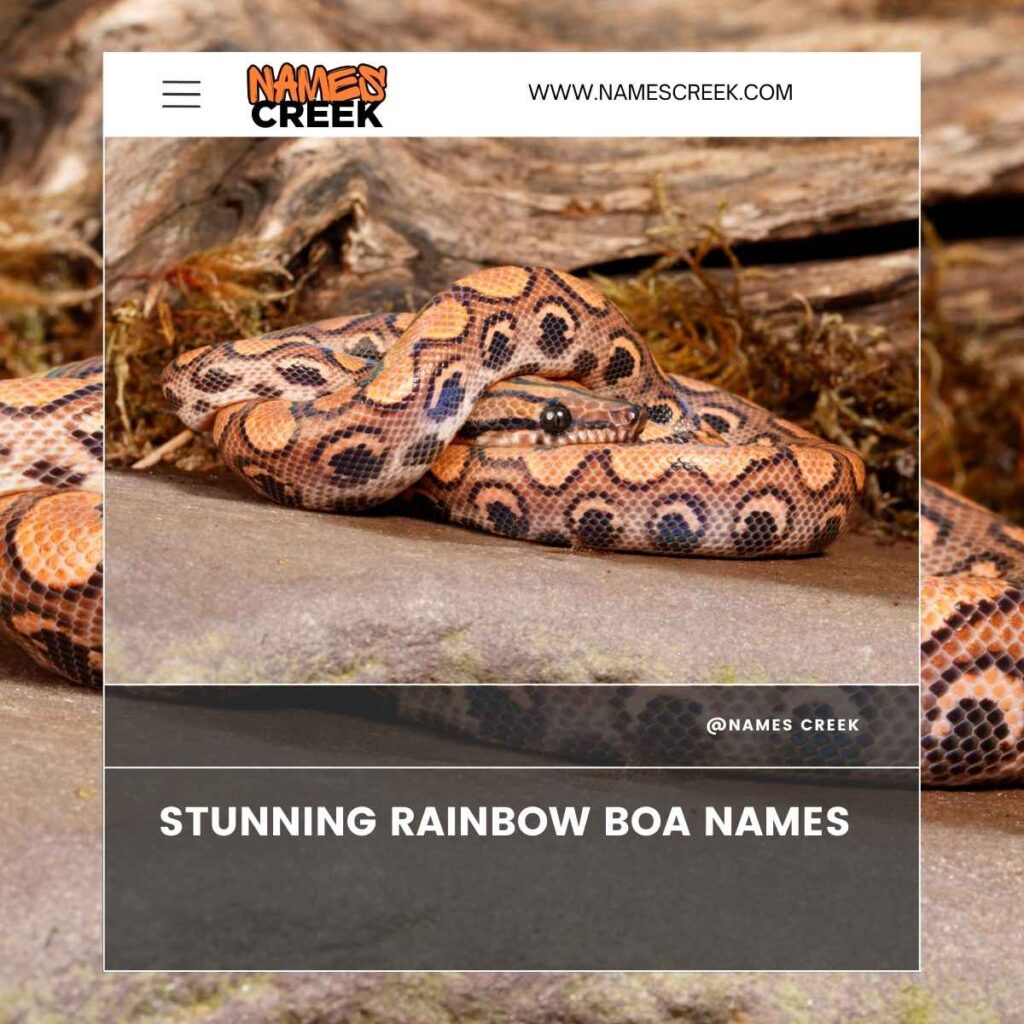 Stunning Rainbow Boa Names