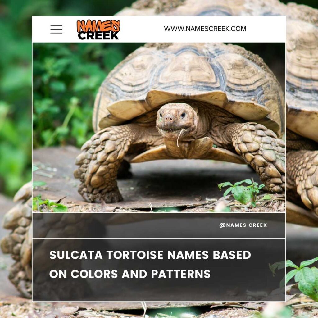 Sulcata Tortoise Names Based on Colors and Patterns