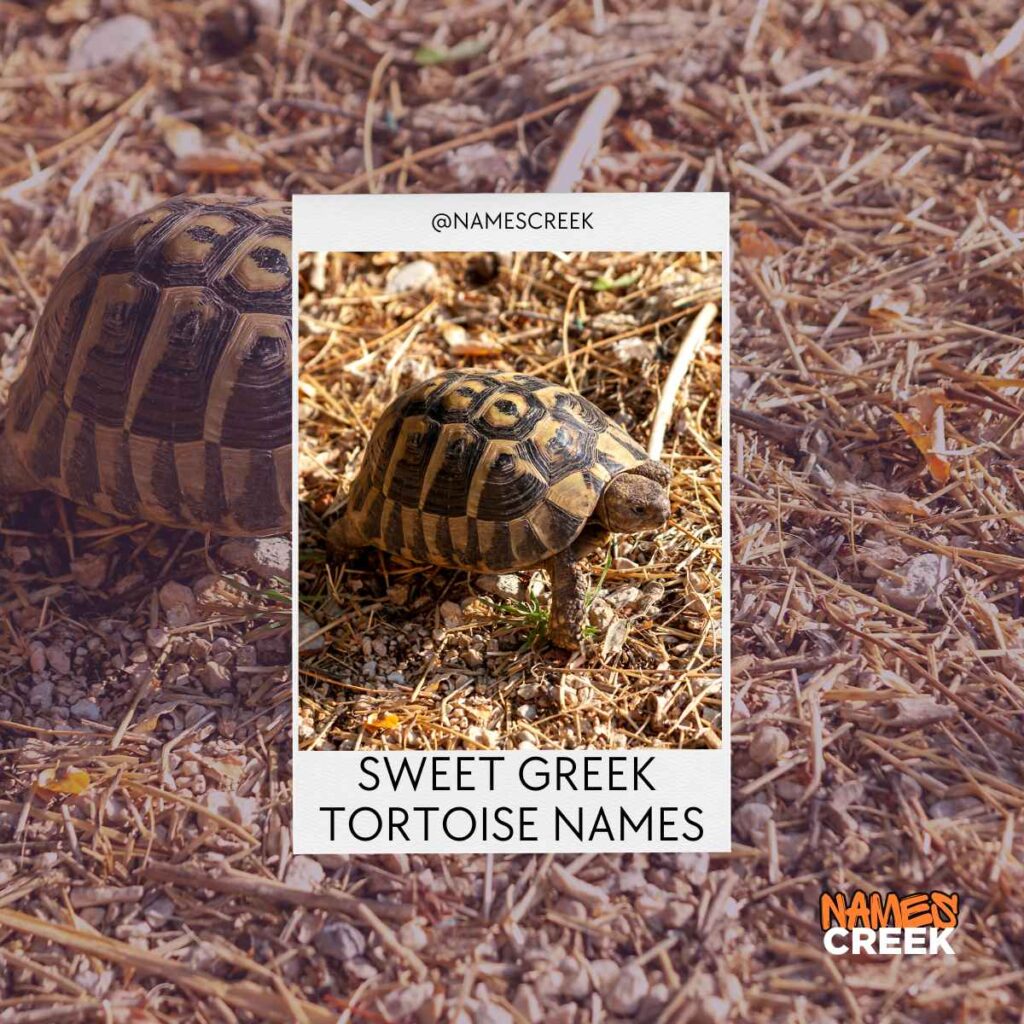 Sweet Greek Tortoise Names