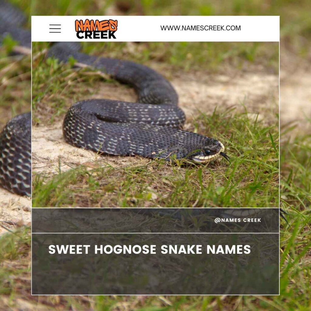 Sweet Hognose Snake Names