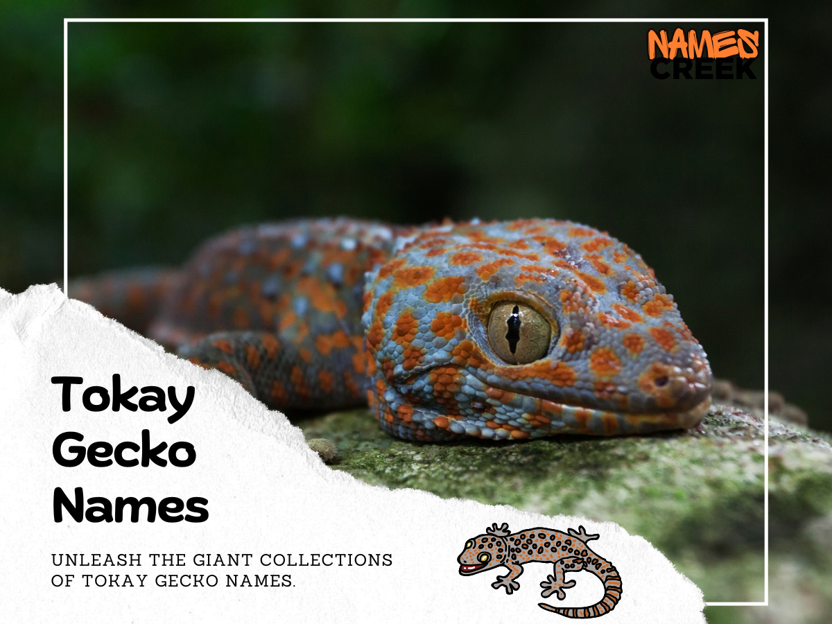 Tokay Gecko Names