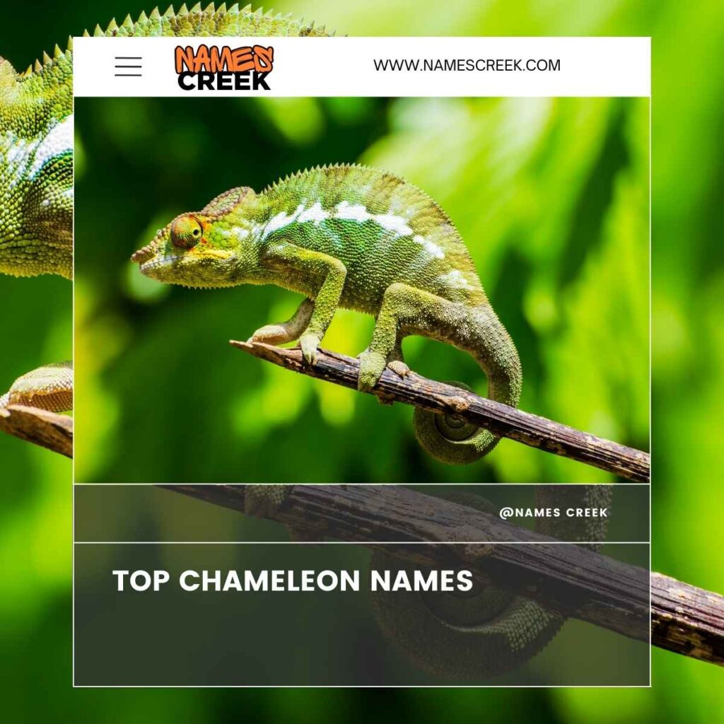 Top Chameleon Names