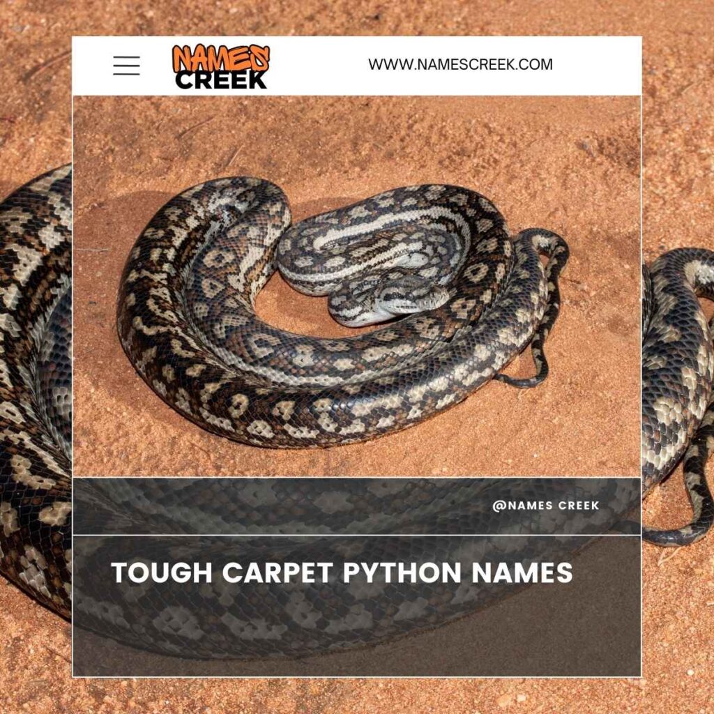 Tough Carpet Python Names