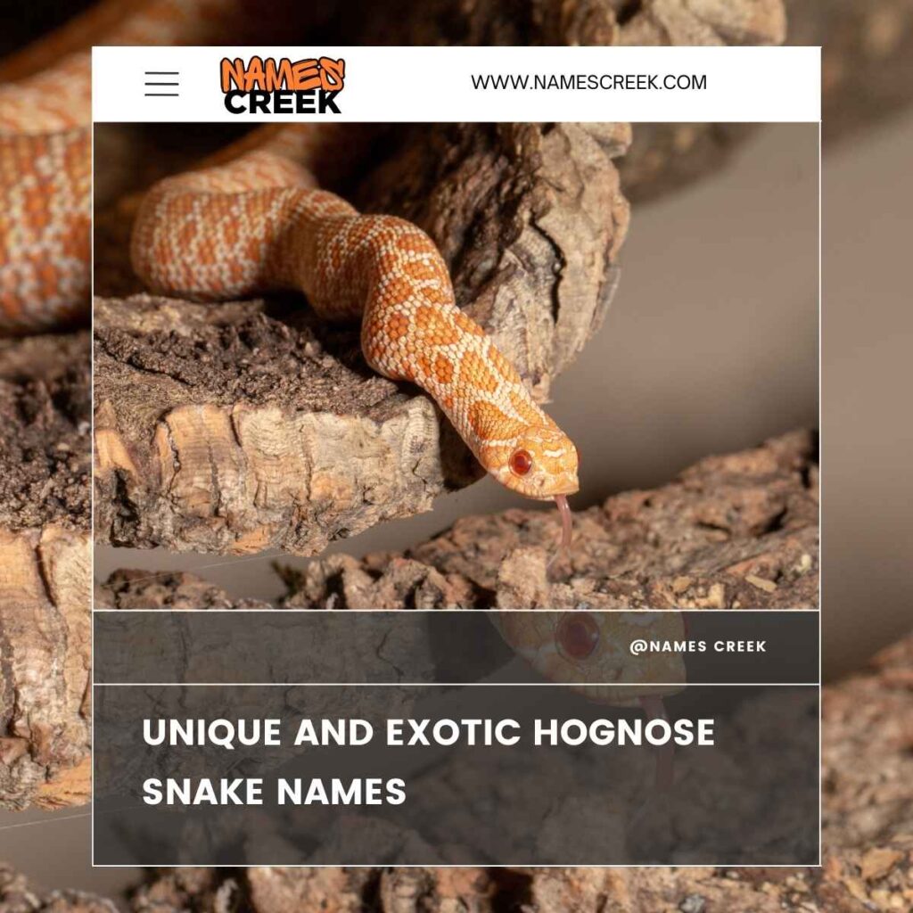 Unique and Exotic Hognose Snake Names