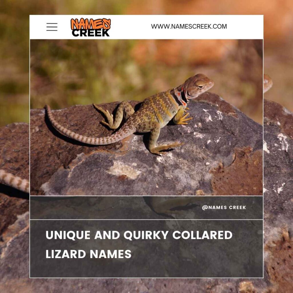 Unique and Quirky Collared Lizard Names