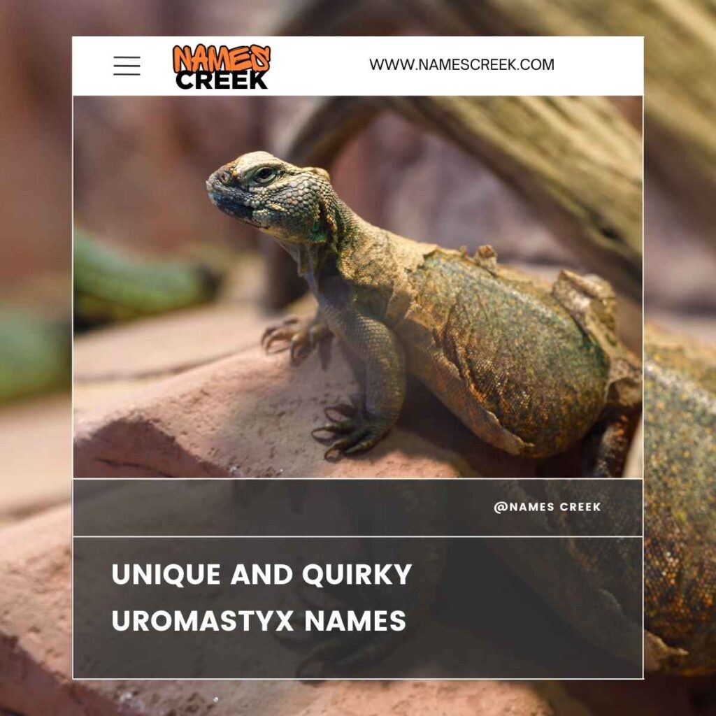 Unique and Quirky Uromastyx Names