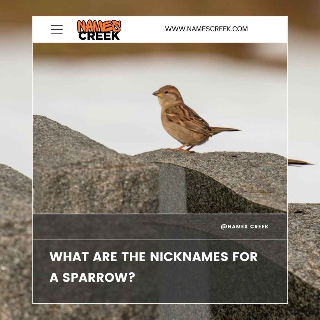 What are the Nicknames for a Sparrow