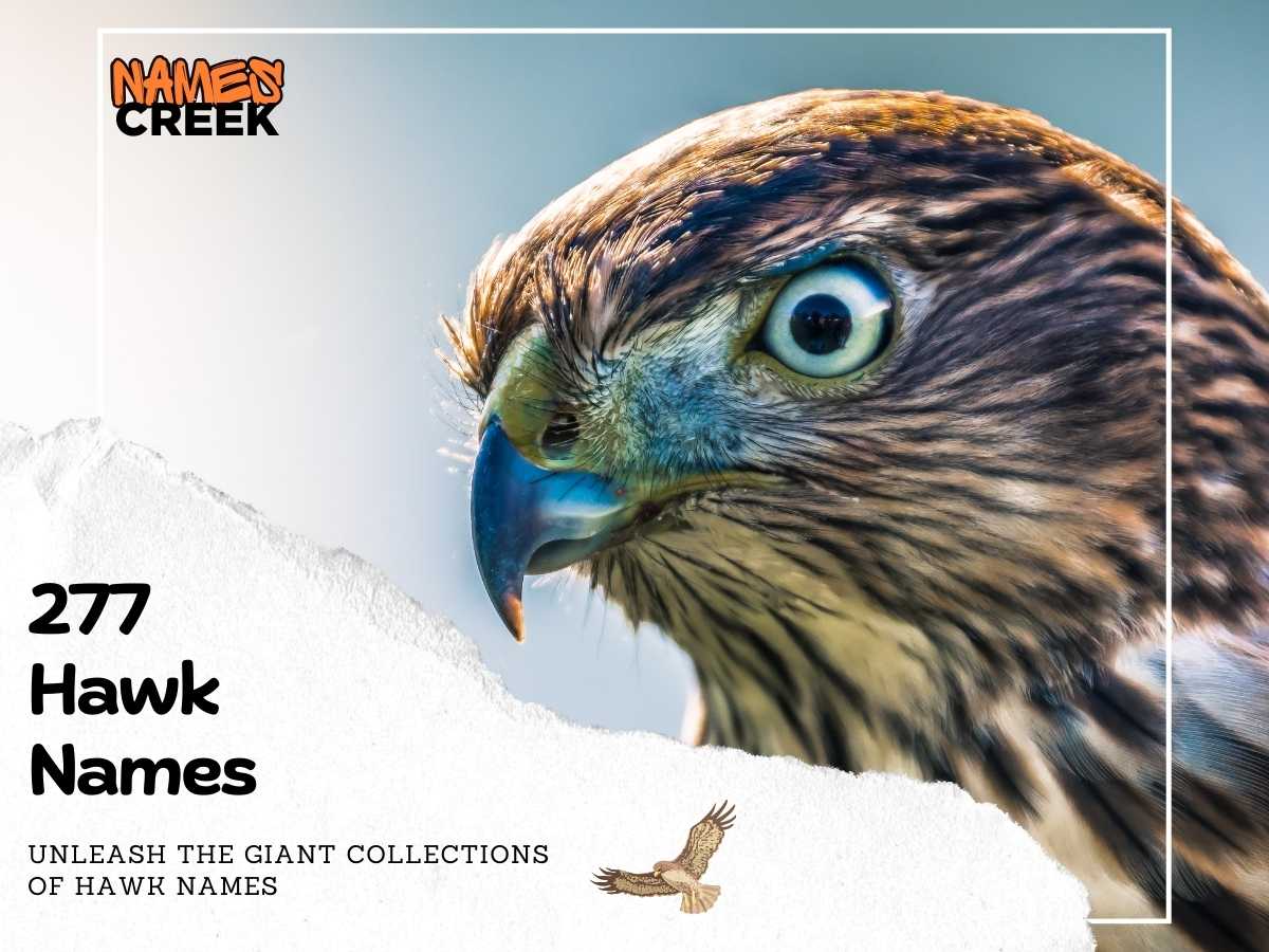 277 Captivating Hawk Names