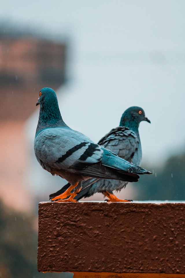 50 Majestic Pigeon Names