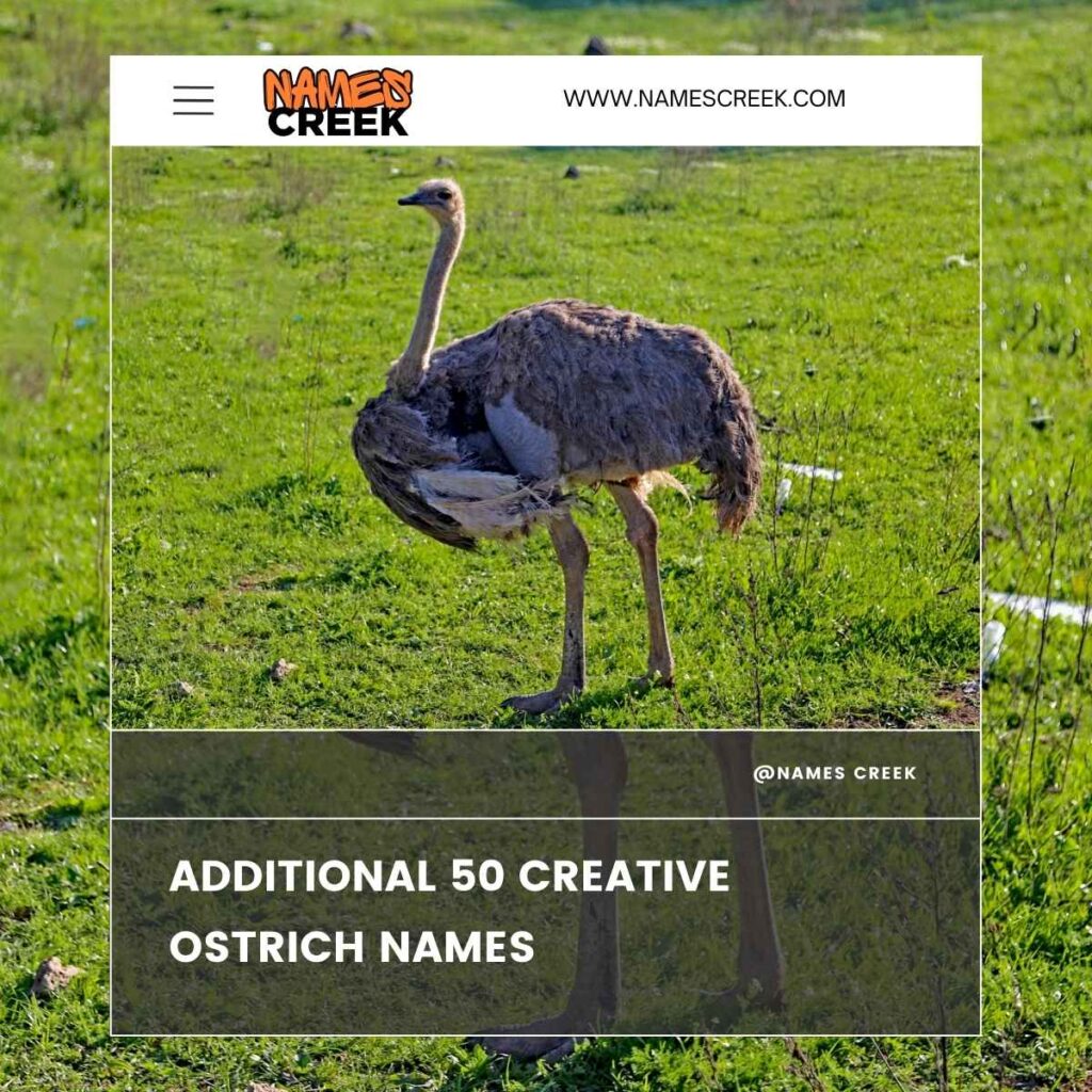 Additional 50 Creative Ostrich Names