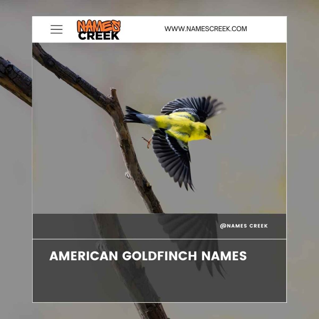 American Goldfinch Names