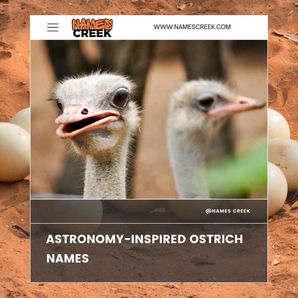 Astronomy-Inspired Ostrich Names