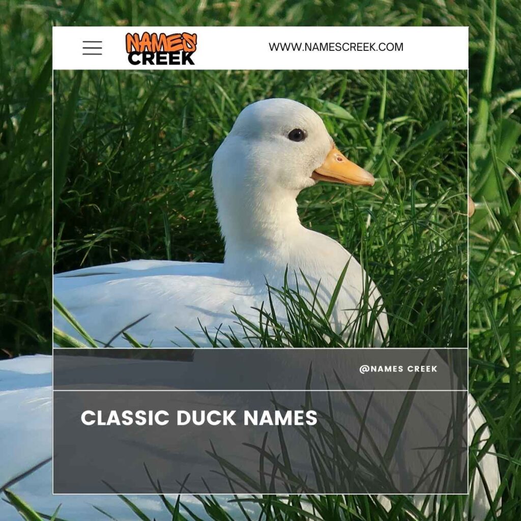 Classic Duck Names