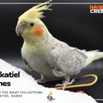 Cockatiel Names: 289 Charming Choices for Your Feathered Friend