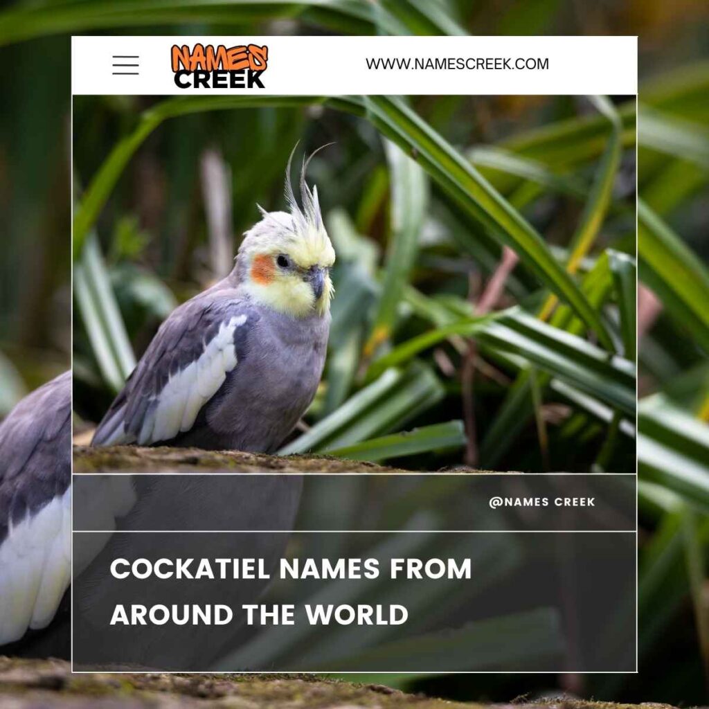 Cockatiel Names from Around the World