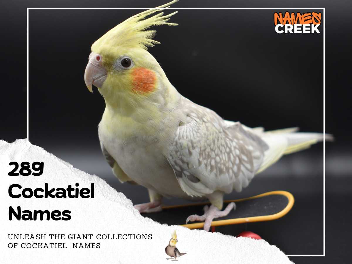 Cockatiel Names: 289 Charming Choices for Your Feathered Friend