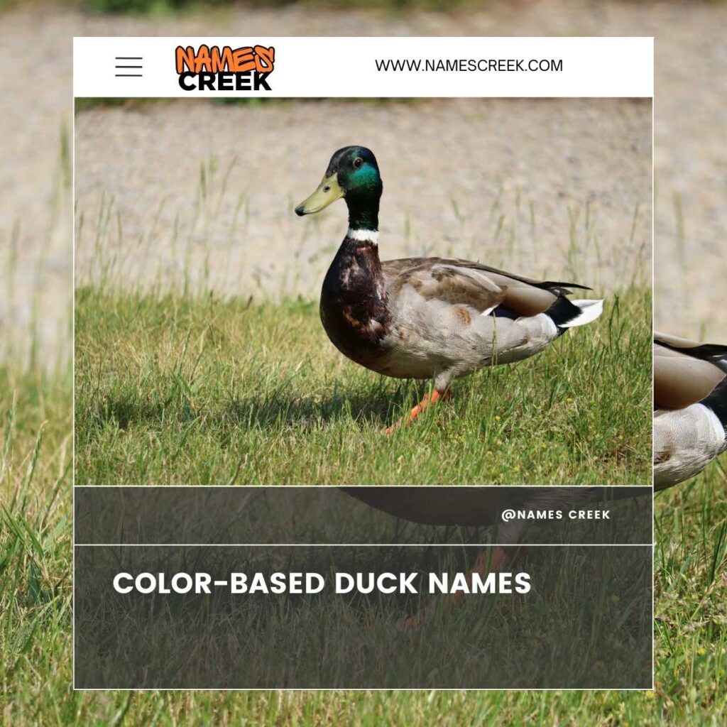 Color-Based Duck Names