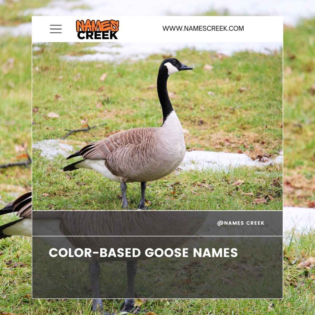 Color-Based Goose Names